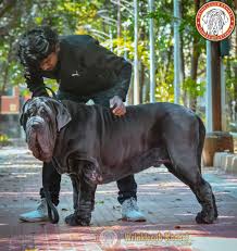 Spanish mastiffs can vary in price. Wrinklecub Kennels Home Facebook