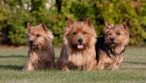 Norwich terrier information including personality, history, grooming, pictures, videos, and the akc breed standard. Norwich Terrier Dog Breed Information And Images K9 Research Lab