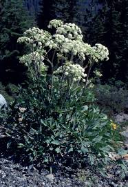 Image result for Glyphaea tomentosa