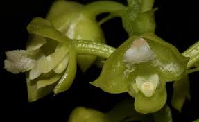 Image result for Polystachya galeata