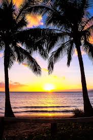 Edit your image & get a quote. Palm Tree Sunset Wallpaper