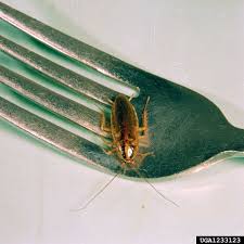 B & d pest solutions llc 4639 baumgartner rd st. Blattella Germanica Google Search Cockroaches Exterminator Cockroach Control