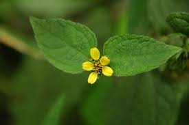 Image result for Synedrella nodiflora