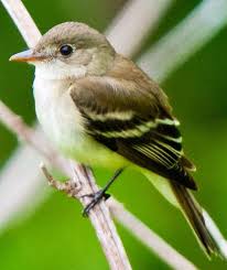 Big Black Birds In Georgia Acadian Flycatcher Flycatcher Rare Animals Bird Species