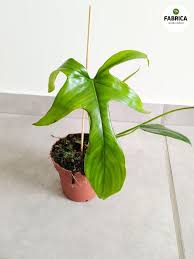 Image result for Filodendron Philodendron