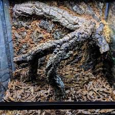 Finally, one for the little guys,' the reddit user who. A Subreddit For All Vivarium Tenders Vivarium Frog Terrarium Reptile Room
