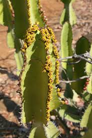 Image result for Euphorbia cooperi