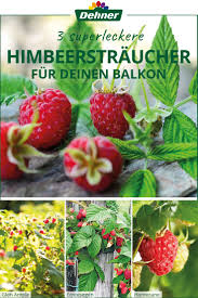 Himbeerstraucher Fur Deinen Balkon Himbeeren Pflanzen Himbeerstrauch Pflanzen