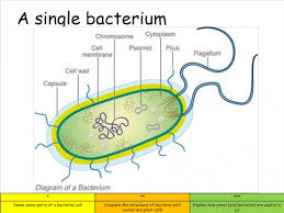 Basic unit of structure and function in living things. Bacteria Yeast Powerpoint And Worksheet For Ks4 Science Teachwire Teaching Resource