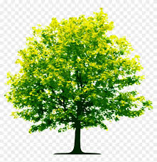 Check spelling or type a new query. High Resolution Trees Png Clipart 3550642 Pikpng