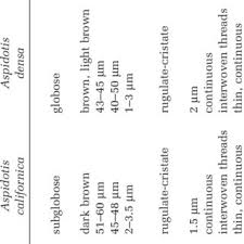 Image result for Cheilanthes schimperi