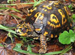 Box turtles aren't the most affectionate of pets, but if you keep them in groups you'll be able to observe a variety of social behaviors as they interact with each other. Outdoor Learning Station Box Turtle Habitat Awf