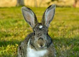 Cancer Of The Uterus In Rabbits Petmd