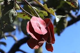 Image result for Vepris bachmannii