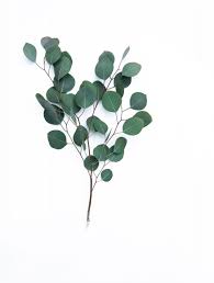 Image result for Eucalyptus