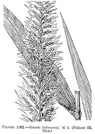 Image result for Setaria longiseta