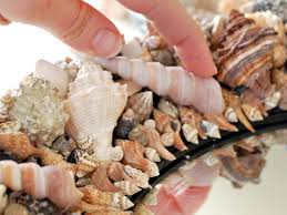Conch shells typically have a high spire and a noticeable siphonal canal (in other words, the shell comes to a noticeable point at both ends). How To Make A Seashell Mirror Hgtv