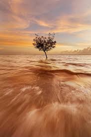 Apricot Sunset Over My Now Mis Shapen Mangrove At Lameroo Beach Canon 5dsr 16 35mm At 17mm Iso100 F11 1 5th The Great Outdoors Sunset Outdoor