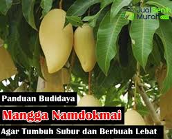 Makanan pokok adalah makanan yang menjadi gizi dasar. Inilah 6 Panduan Mudah Budidaya Mangga Namdokmai Golden Agar Tumbuh Subur Dan Berbuah Lebat Jualbenihmurah Com
