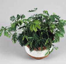 Ich könnte dir die hydrokultur empfehlen. Experten Tipps Zehn Zimmerpflanzen Die Herrlich Anspruchslos Sind Welt