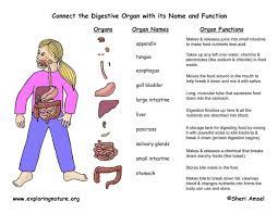 Pin By Jessie Rose On Homeschool Stuff Digestive System Activities Human Digestive System Human Body Systems