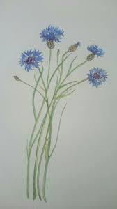 epingle par beatrice gomez sur bleuet coloriage de pomme