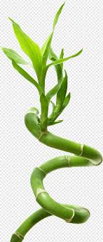 Maybe you would like to learn more about one of these? Lucky Bamboo Graphy Lia Bamboo Plant Stem Advertising Plant Png Pngwing