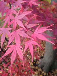 Because of its small size, this maple is a tree you can grow in containers or small spaces. Zone 4 Japanese Maple Trees Tips On Growing Japanese Maples In Zone 4
