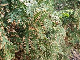 Image result for kabatina thujae