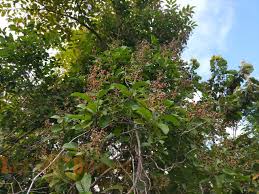 Image result for Tetracera