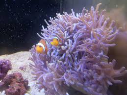 海水魚サンゴ販売専門店マリンキープ