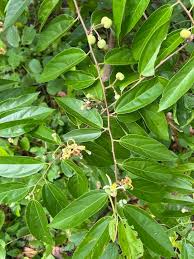 Image result for Grewia arborea