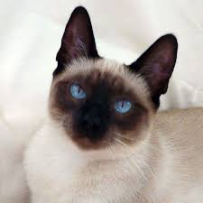 You may find it as an accepted cat pattern. Traditional Siamese Cats Wallpaper Siamese Cat Breeders Siamese Cat Applehead Bluepoint 1495715 Hd Wallpaper Backgrounds Download