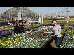Edible flowers farm near me. Edible Flower Farming In Japan Youtube