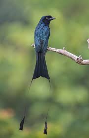 Short, thick bill, longer tail. What S That Black Bird
