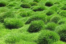 Some varieties are more tolerant to shade than others, so it's important to consider how much sun the sod will need to thrive. The Best Grass That Grows In Shade This Old House