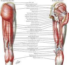 Tendons are cords made of tough tissue, and they work as special connector pieces between bone and muscle. Upper Leg Muscles And Tendons Leg Dissection Chicken Ingridscience Ca Mingzz Km89 Wall