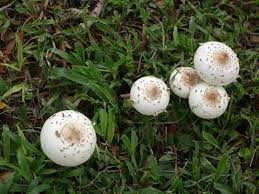 Nparks Fairy Rings In Singapore Quite A Few Of Us Facebook