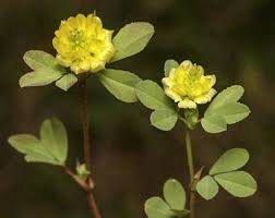 Image result for Trifolium campestre