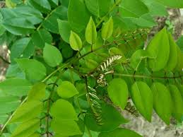 Image result for Dalbergia