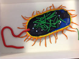 Bacterium Modelling Clay Callum Cell Model Project Human Body Projects Science Fun Kids