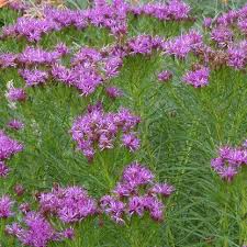 Image result for Vernonia ugandensis