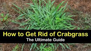 Crabgrass killers are designed to kill existing, actively growing crabgrass plants before they can produce more seed. 13 Clever Ways To Get Rid Of Crabgrass