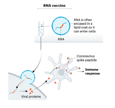 Maybe you would like to learn more about one of these? How Do The Covid 19 Mrna Vaccines Work Health News University Of Miami Hospitals And Clinics