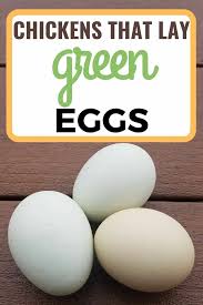 Their eggs also tend to be quite large, torres says. 5 Fun Breeds Of Chickens That Lay Green Eggs
