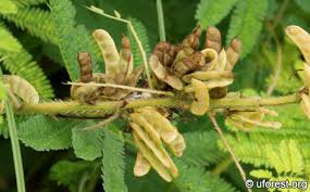 Image result for Mimosa diplotricha