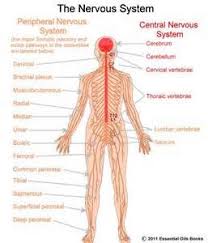 Central nervous system (cns) functions, parts, and locations. General Effects Of Essential Oils On Different Body Systems Human Nervous System Central Nervous System Nervous System Lesson Plans