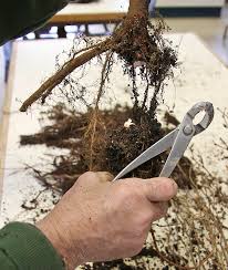 Root pruning is an integral part of bonsai. Creating A Beech Forest Bonsai Valavanis Bonsai Blog