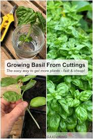 Growing Basil From Cuttings To Get More Plants Fast And Cheap In 2020 Growing Basil Basil Plant Gardening Trends