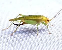 Image result for Tridactyle virginea